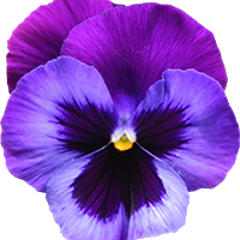 org.violetlib