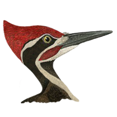 me.gv7.woodpecker